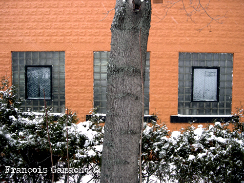 les-arbres-depayseront-davantage-05