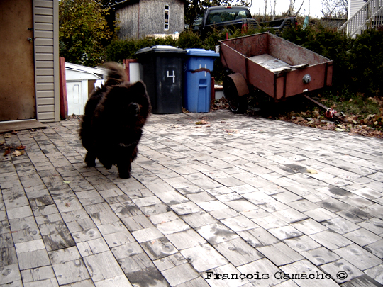 l'attaque-du-monstre