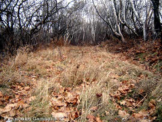 Introspection naturelle